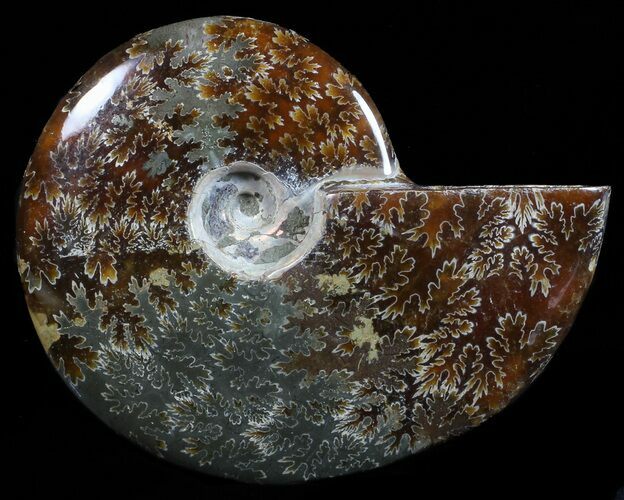 Polished, Agatized Ammonite (Cleoniceras) - Madagascar #59891